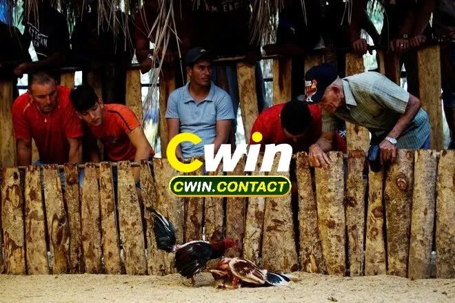 Nguồn Gốc Và Sự Phát Triển Của Đá Gà Chọi Cuba